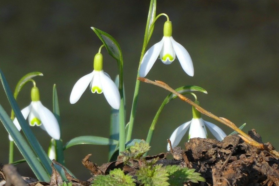 Administrația Munții Măcinului, sesizare din 2026 privind ghioceii rupți