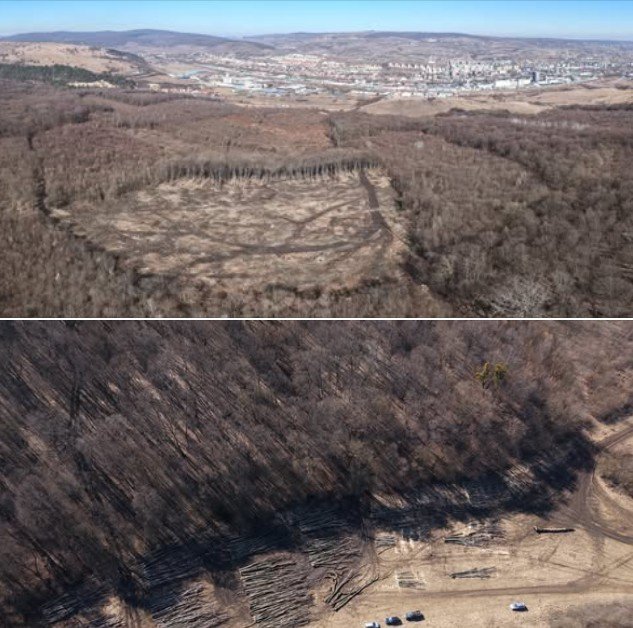 Două hectare din pădurea Hoia, Cluj, rase complet