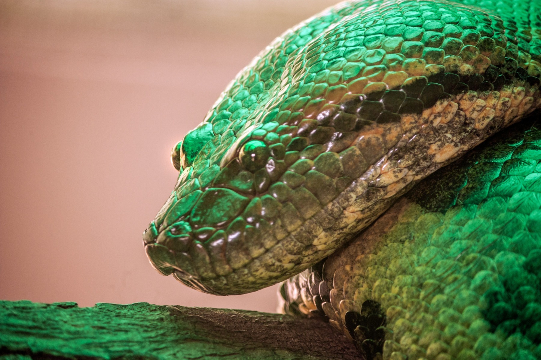 Anaconde de 5 metri și caiman, descoperite într-un bloc de locuințe