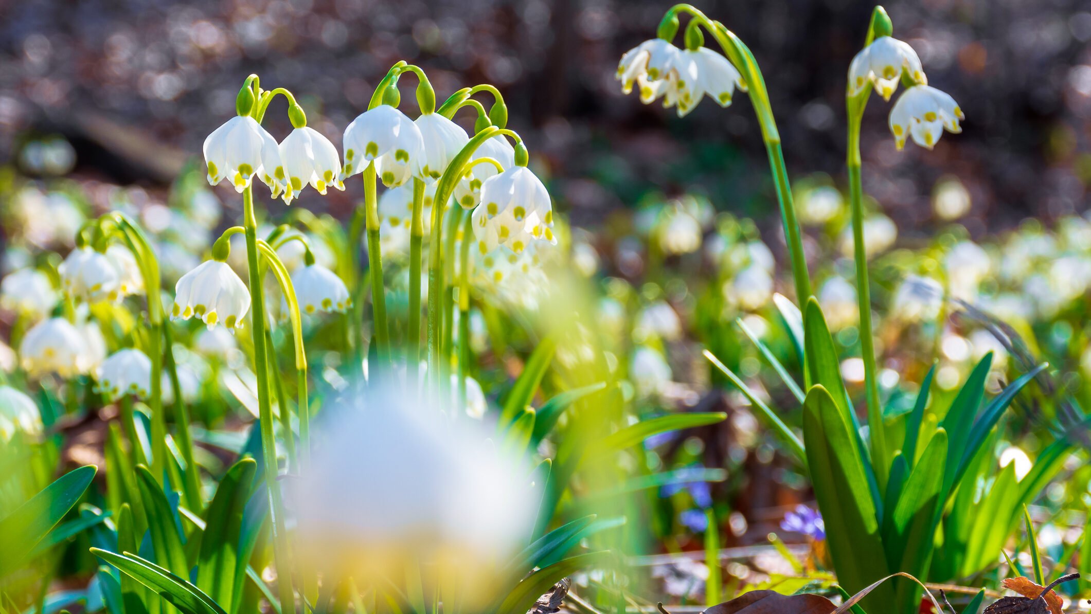 Vremea frumoasă, anunță meteorologii: Soare în toată românia, pe 7 martie