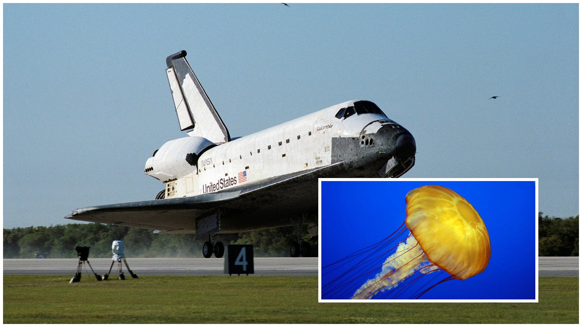 Nasa a trimis meduze în spațiu: Mii s-au întors pe pământ