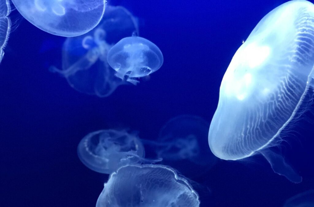 Nasa trimite 2500 de meduze în spațiu pentru studii