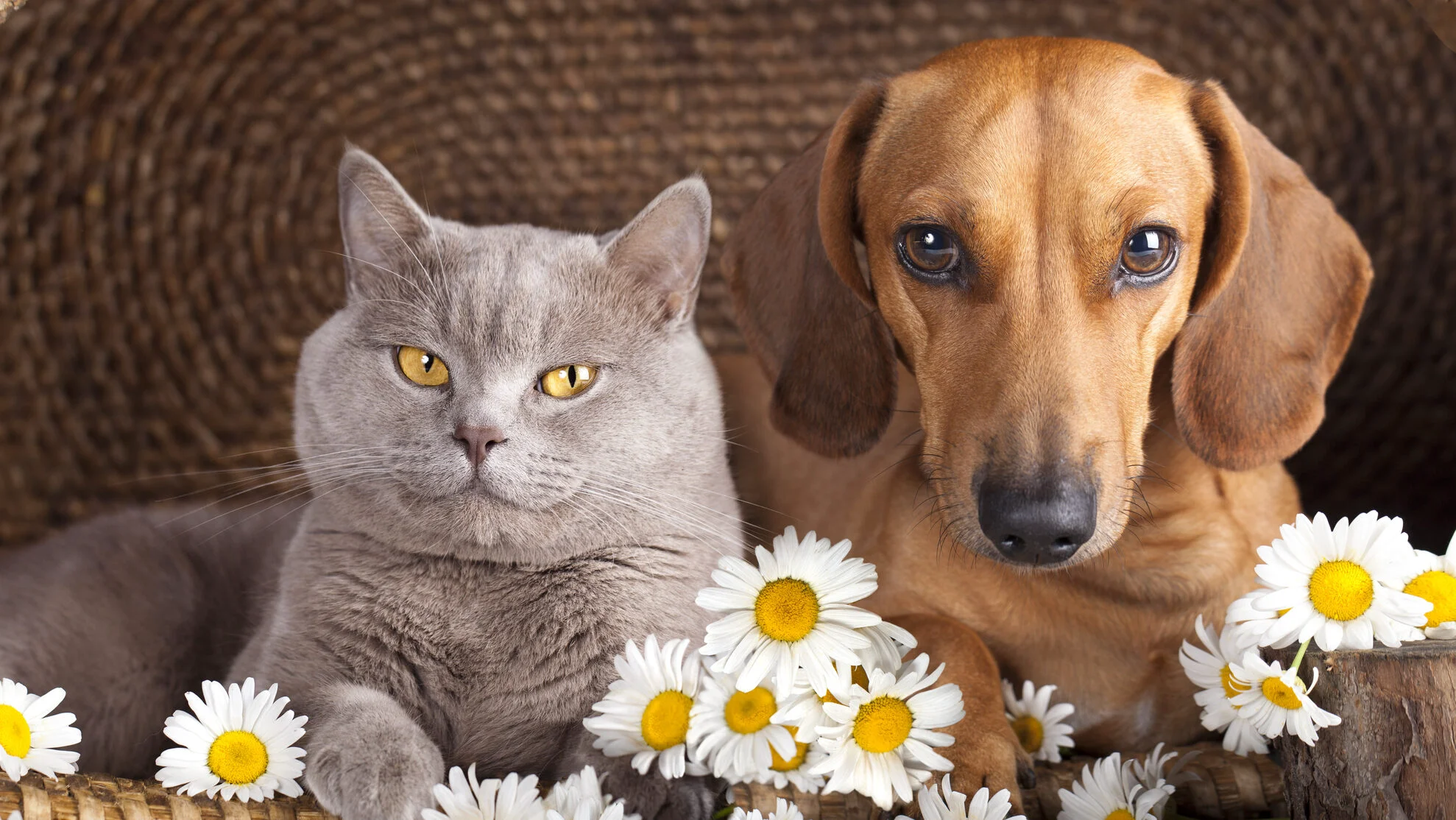 Gratuități pentru români cu animale: Unde mergi în martie-aprilie