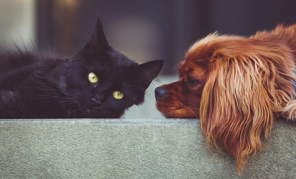 Zeci de animale și stăpâni, salvați din orientul mijlociu, au ajuns în Atena