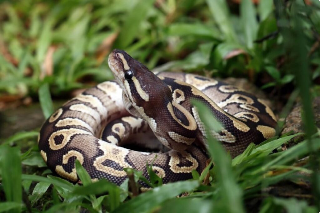 Sângele de piton, noua speranță în lupta cu kilogramele în plus