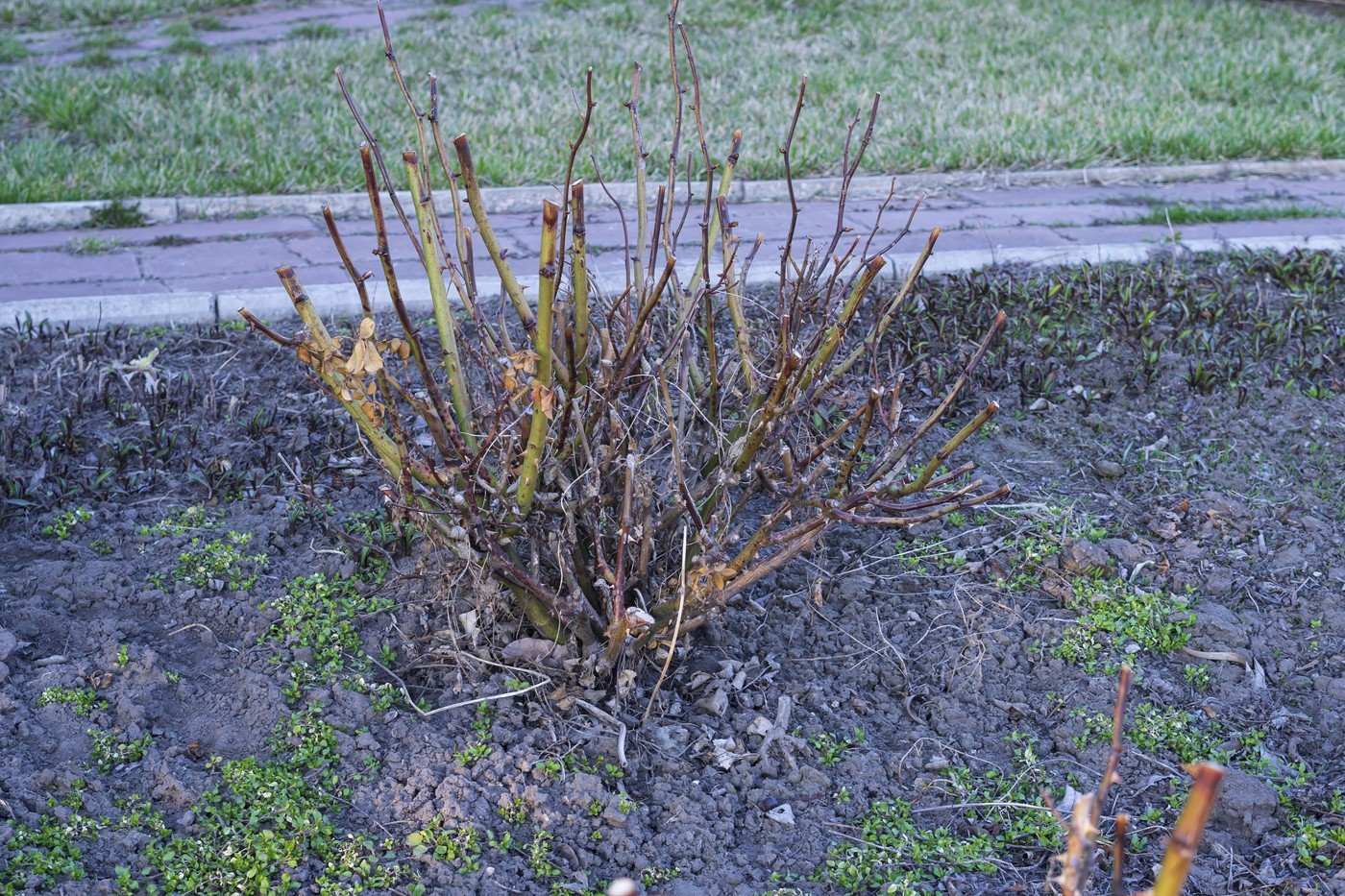 Taie trandafirii primăvara corect: Sfaturi pentru flori bogate și muguri sănătoși