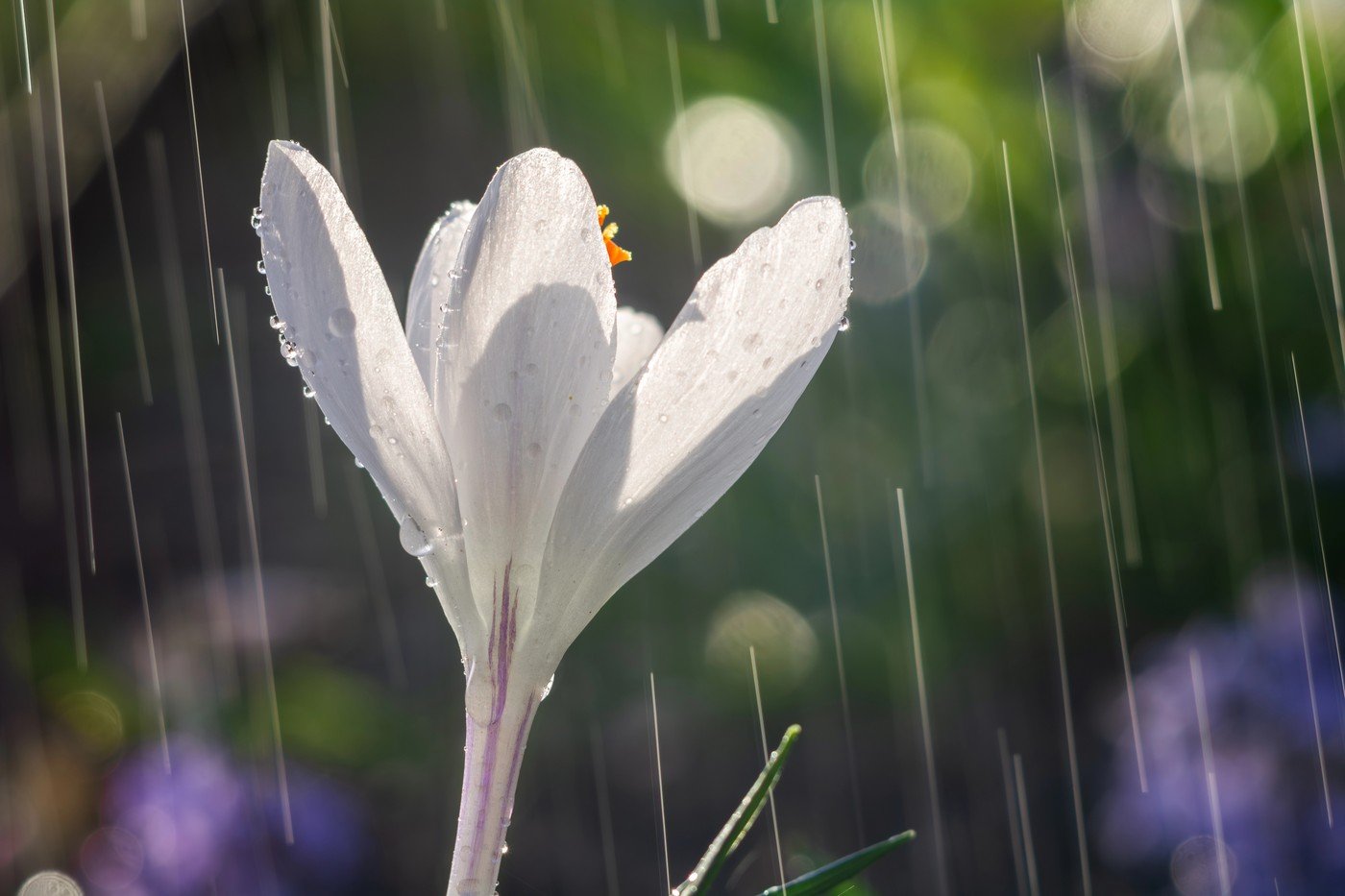 Ploi și vreme rea: ANM anunță scăderea temperaturilor