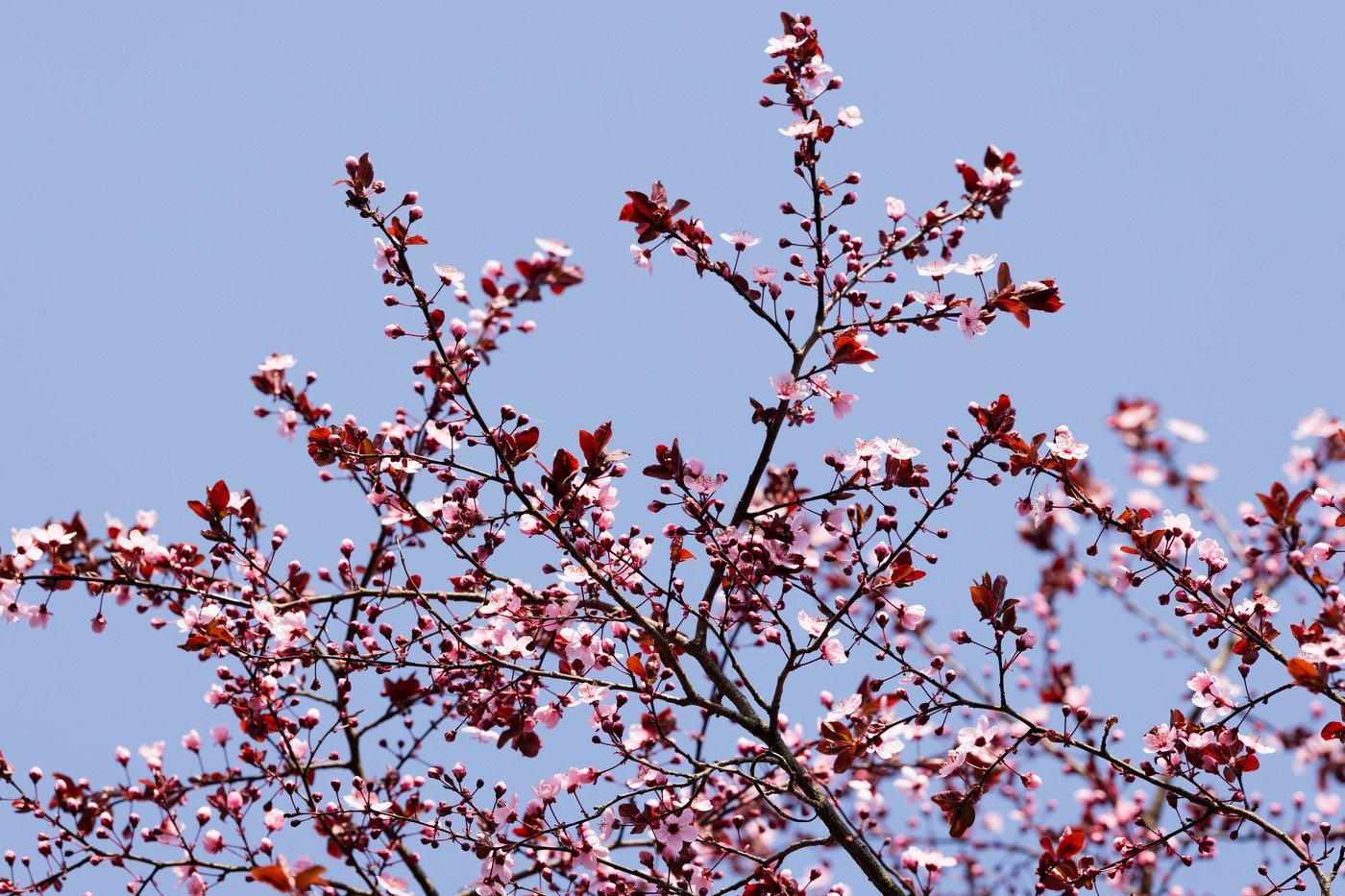 Prognoza meteo: Surprize mari până în mai, anunță meteorologii