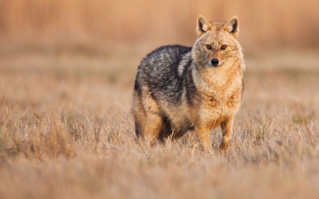 Reformulează acest titlu în stil jurnalistic românesc, 55-70 caractere, informativ și direct. Fără clișee sau formule introductive. Titlu: 150 de șacali au fost împușcați în Delta Dunării, în prima lună de recoltare controlată / 400 de exemplare vor ucise în total, pentru a reduce ”riscurile economice pentru comunitățile afectate”

REGULI STRICTE:
– Răspunde cu UN SINGUR titlu, nimic altceva
– Fără opțiuni, fără variante, fără numerotare
– Fără a număra caracterele în răspuns
– Fără ghilimele în jurul titlului
– Fără majuscule la fiecare cuvânt (nu Title Case) – doar prima literă din propoziție și numele proprii
– Fără punct la finalul titlului
– Fără formatare markdown sau HTML
– Fără două puncte (:) urmate de subtitlu generic
– Prima literă din titlu trebuie să fie majusculă
– Numele proprii cu majusculă (ex: Fritz, PSD, România)