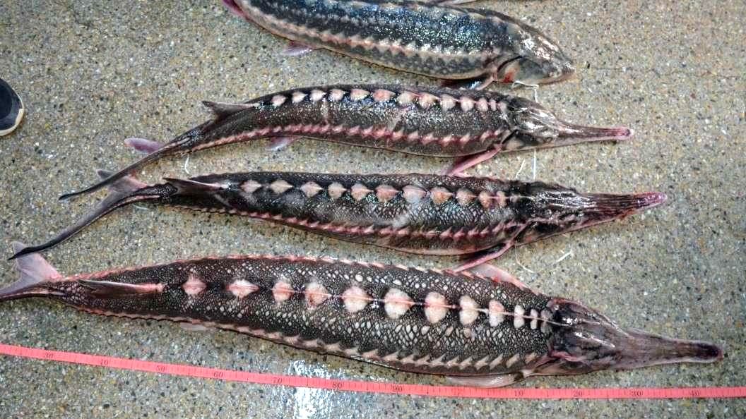 Ialomița: Icre negre și sturion confiscat de la braconieri