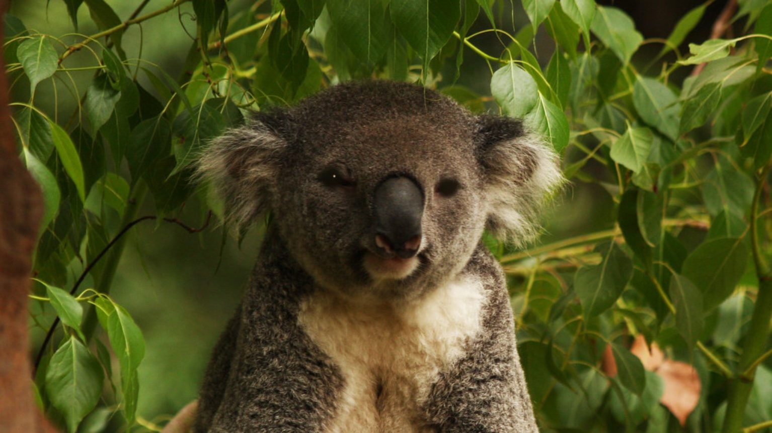 Koala, readuși de la extincție: Cum au supraviețuit ursuleții australieni