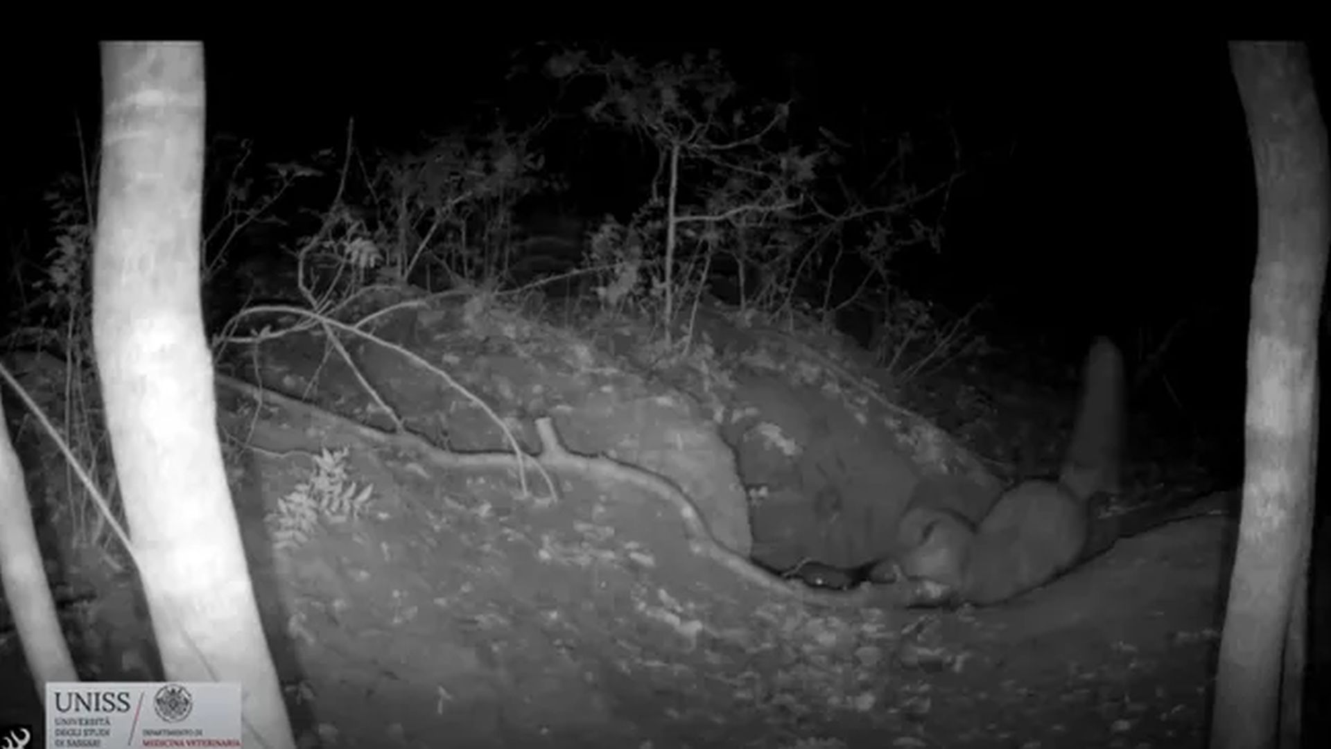 O vulpe roșie, surprinsă vânând un pui de lup într-o filmare spectaculoasă