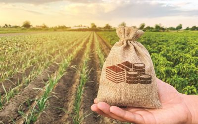 Străinii „aranjează” subvențiile în agricultură: Mateiu și Anghel, singurii români în top