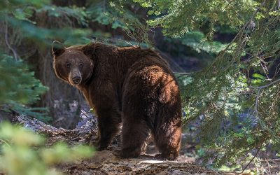 Camera Deputaților: Cotă dublă la vânătoarea de urși în România din 2026