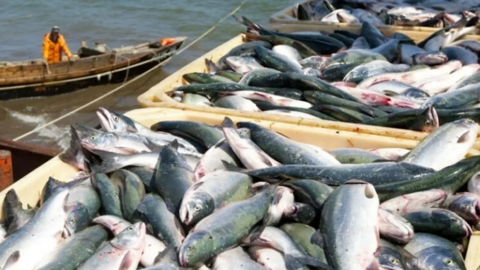 Pește românesc, tot mai rar: Producția s-a prăbușit, restul lumii înflorind