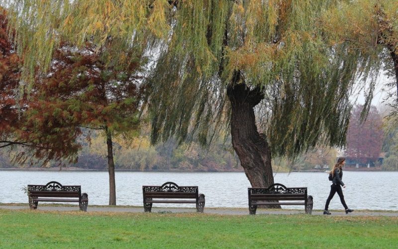 București: Prima grădină de ploaie, amenajată în Parcul Tineretului