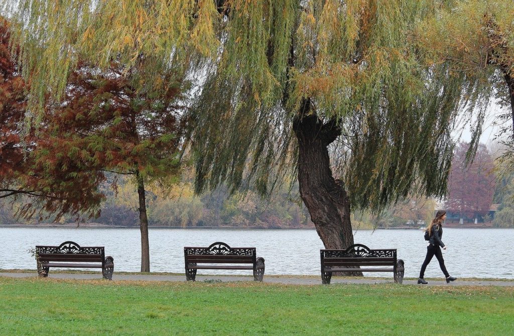 București: Prima grădină de ploaie, amenajată în Parcul Tineretului