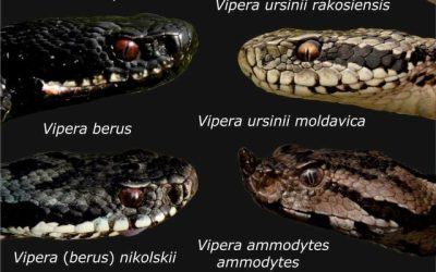 Șerpi, din ce în ce mai prezenți în Bihor: Sfaturi de la Salvamont pentru turiști