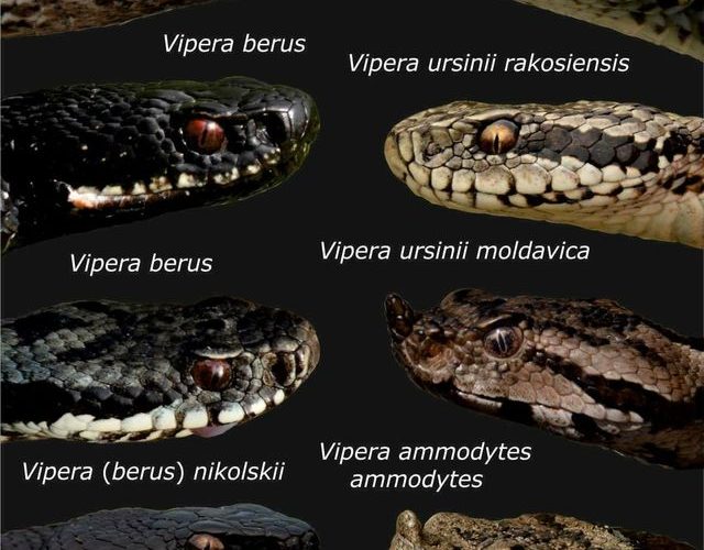 Șerpi, din ce în ce mai prezenți în Bihor: Sfaturi de la Salvamont pentru turiști