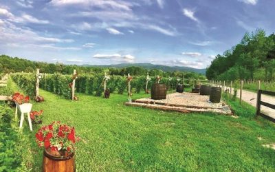 Un hectar moștenit în Gorj, afacere de 15 milioane euro pentru Abund Berry