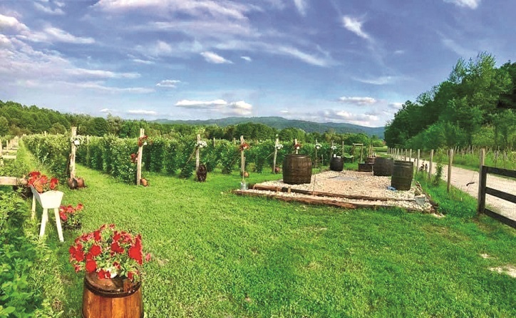 Un hectar moștenit în Gorj, afacere de 15 milioane euro pentru Abund Berry