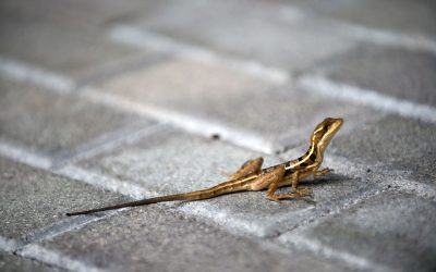 Animalele sălbatice, surprinse în București: Cum se adaptează la viața urbană