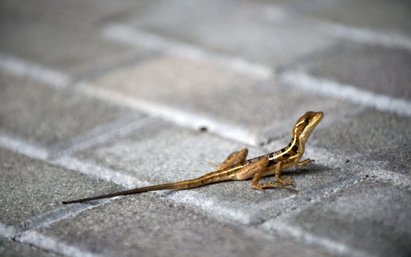 Animalele sălbatice, surprinse în București: Cum se adaptează la viața urbană