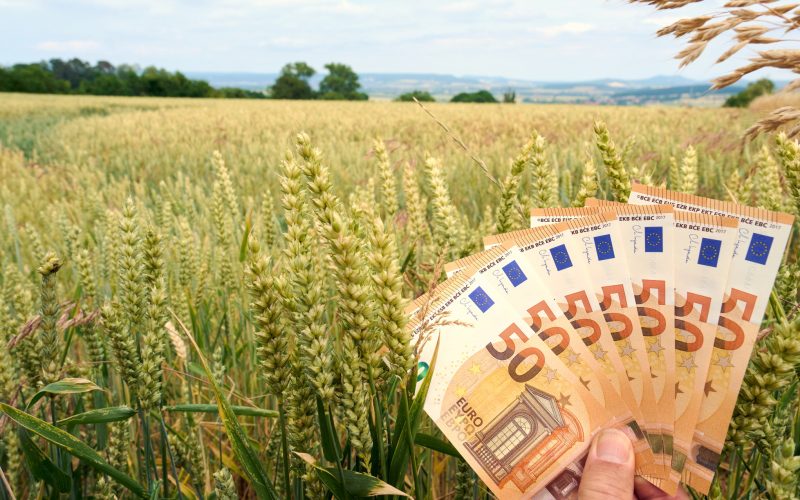 Tomata 2026, lovitură pentru fermieri: Ministerul Agriculturii taie fondurile