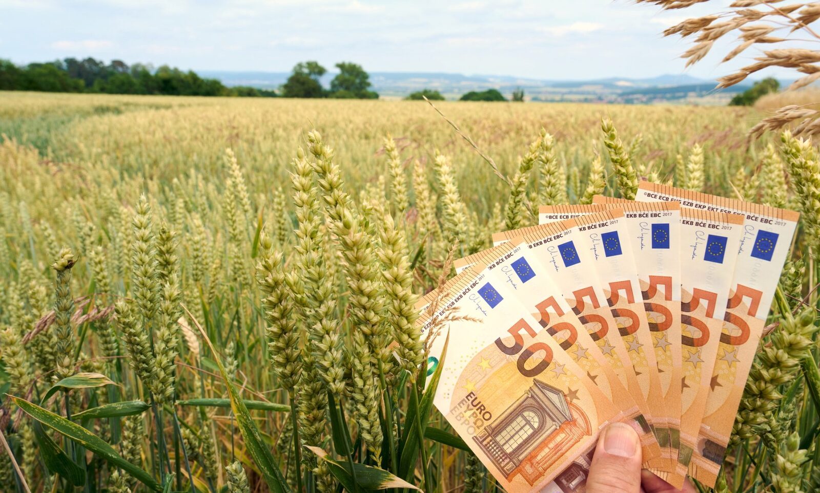 Tomata 2026, lovitură pentru fermieri: Ministerul Agriculturii taie fondurile