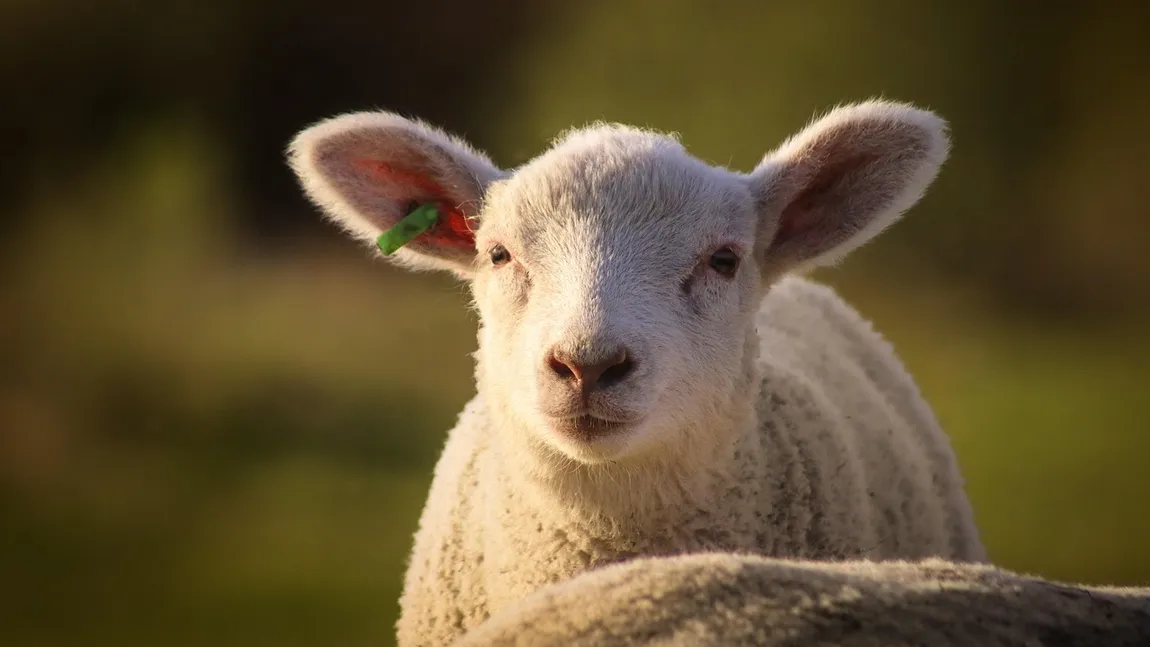 Mielul în 2026: Prețuri la Lidl, Kaufland, Auchan, Selgros și La Cocoș – diferențe majore