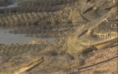 India, plan terifiant: Șerpi și crocodili contra imigranților din Bangladesh