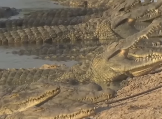 India, plan terifiant: Șerpi și crocodili contra imigranților din Bangladesh