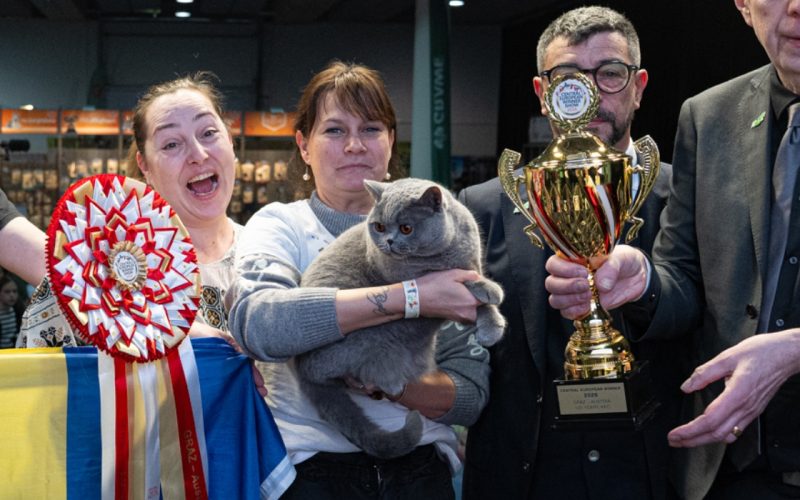 Ursitoare de România: „Ursoaica de Bucovina”, cea mai frumoasă pisică din Europa