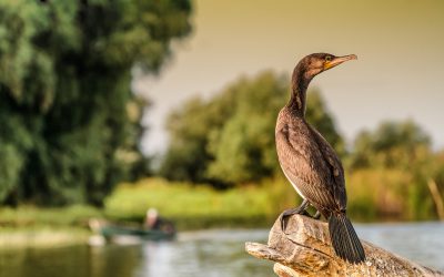 Stăneață, guvernator al Deltei: Ce studii are și ce funcții a ocupat