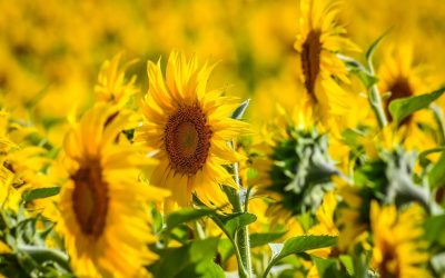 Producție RECORD la floarea soarelui în România: Agricultorii, în extaz