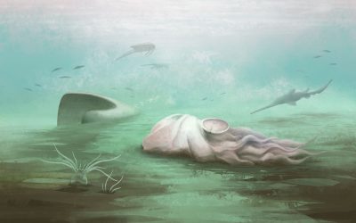 Fosila veche de caracatiță, o simplă… Piatră. Dezvăluiri uluitoare după scanări!