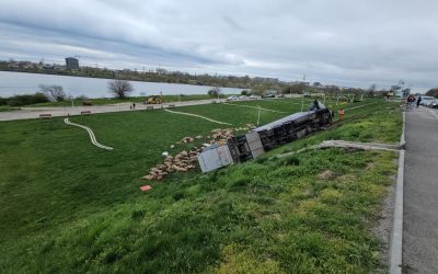 O tragedie la Năvodari: Camion cu oi răsturnat, peste 160 de animale moarte