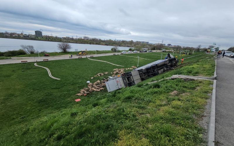 O tragedie la Năvodari: Camion cu oi răsturnat, peste 160 de animale moarte