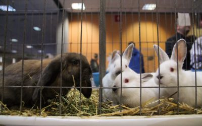 Iepurașii abandonați după Paște: Specialiștii avertizează, nu-i cadou