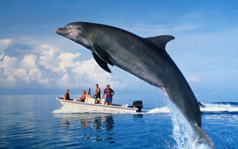 Delfini eșuați pe litoralul din Constanța: 23 de vieți pierdute. Care-i cauza?