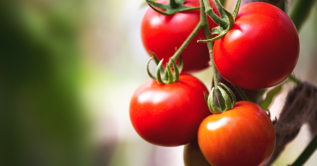 Roșiile românești, vândute la solar: Prețuri usturătoare pentru producători