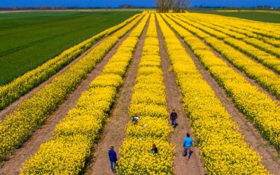 SUA vs. Iran: Piețele agricole, în derivă. Expertul Cezar Gheorghe liniștește România