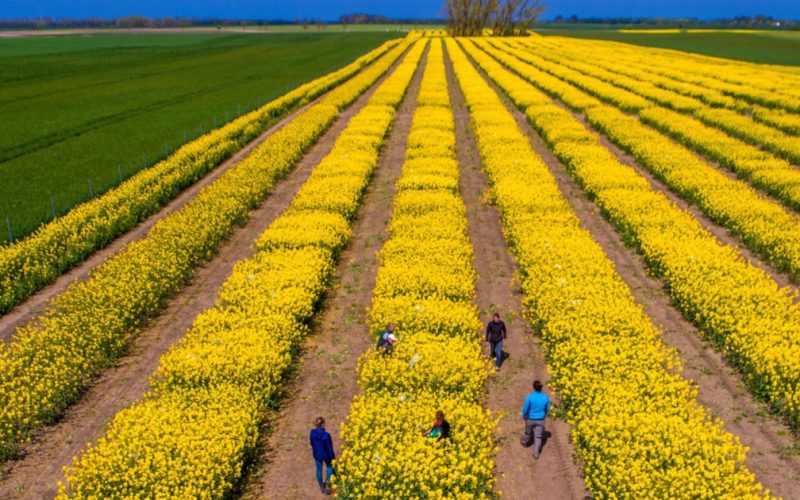 SUA vs. Iran: Piețele agricole, în derivă. Expertul Cezar Gheorghe liniștește România