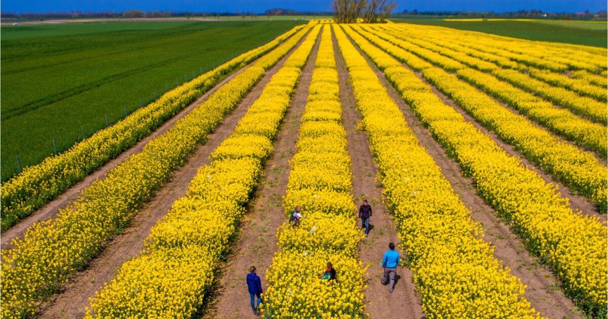 SUA vs. Iran: Piețele agricole, în derivă. Expertul Cezar Gheorghe liniștește România