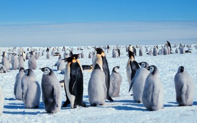 Pinguinul Imperial, o specie emblematică pentru Antarctica, se confruntă cu un pericol major