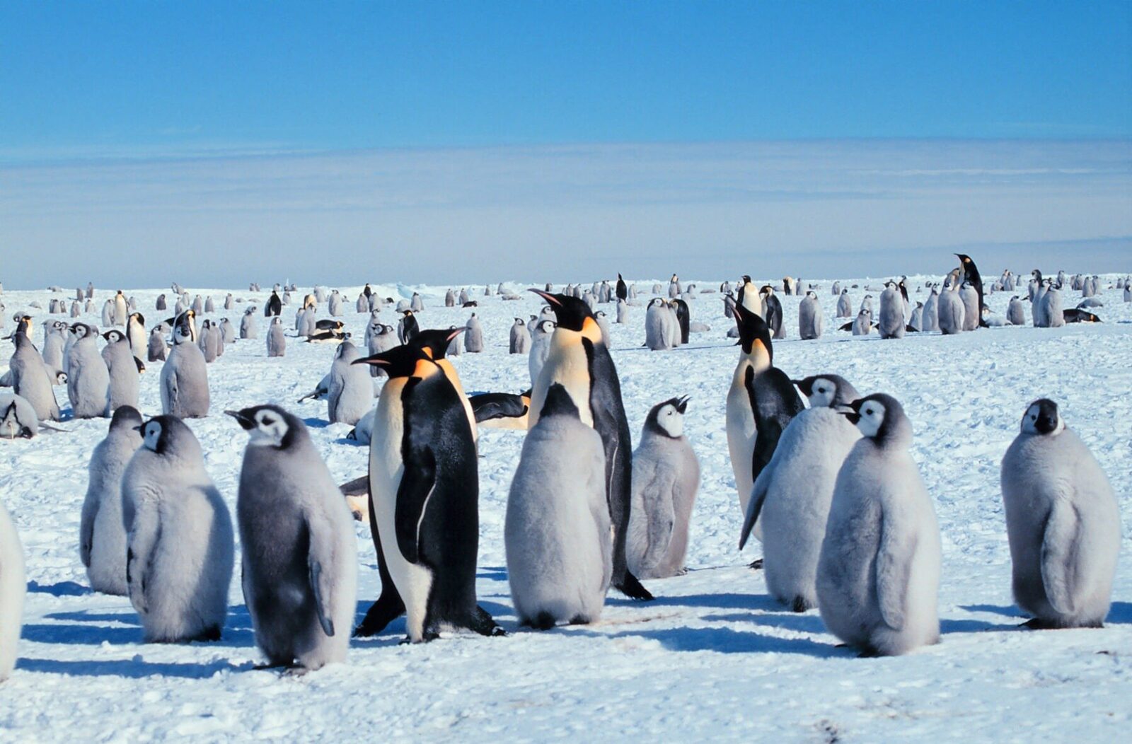 Pinguinul Imperial, o specie emblematică pentru Antarctica, se confruntă cu un pericol major