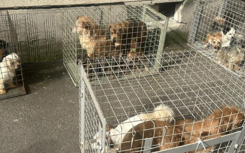 25 de câini salvați din infernul unui apartament din București