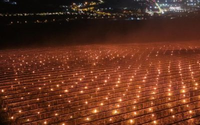 Ploaie de foc pentru cireșe: Fermierul a ars 40.000 de euro ca să-și salveze pomii