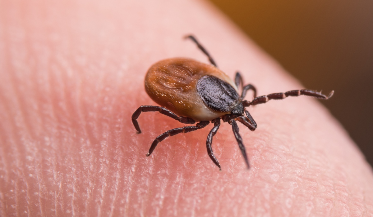 Armă anti-căpușe: Cercetătorii francezi au făcut o descoperire uluitoare
