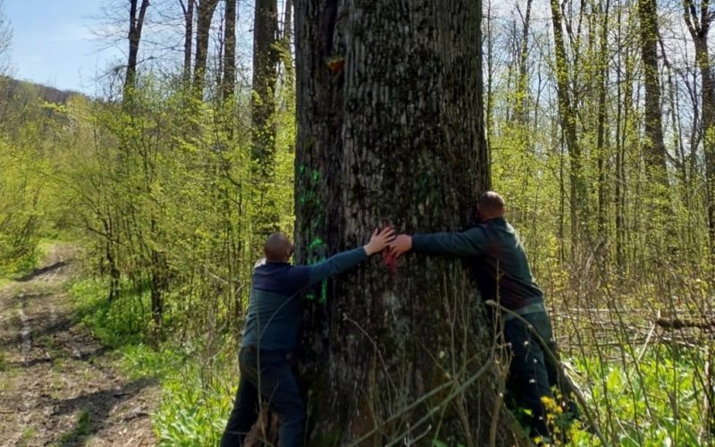 Diana Buzoianu salvează copacii seculari din Iași: „Vor rămâne pentru biodiversitate”